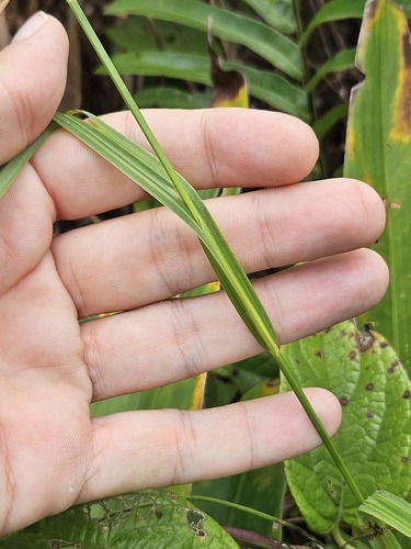 Scleria microcarpa, 2026-04-25
