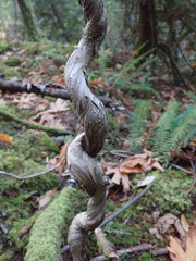 Lonicera hispidula