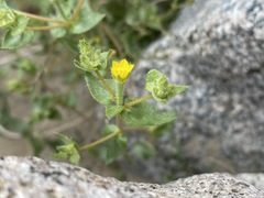 Mentzelia dispersa