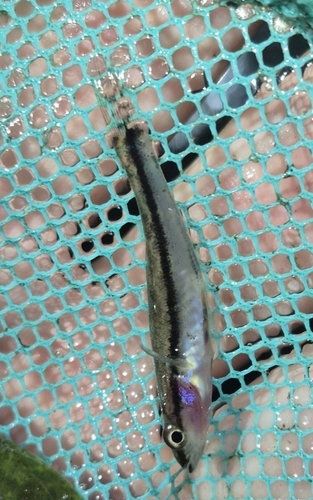 Gobiomorus dormitor