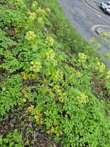 Alexanders