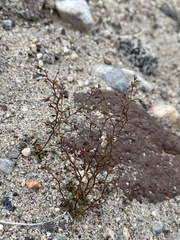 Nemacladus orientalis