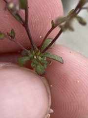 Nemacladus orientalis