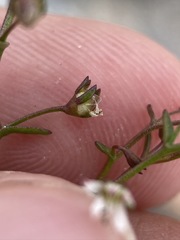 Nemacladus orientalis