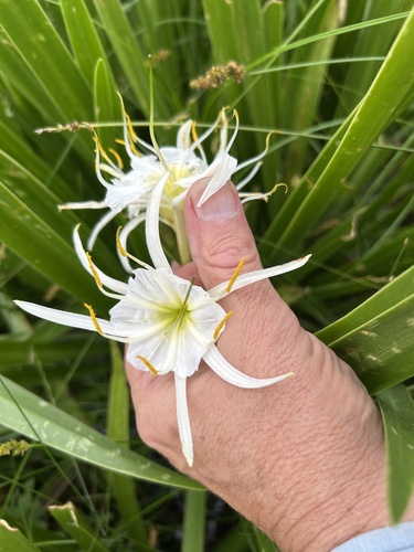 Hymenocallis liriosme, photograph 6