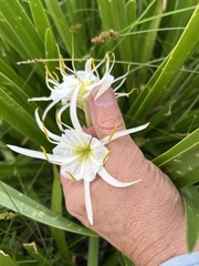 Hymenocallis liriosme, photograph (c) Northcut, some rights reserved (CC BY)