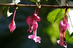 Drymonia conchocalyx