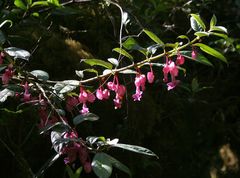 Drymonia conchocalyx