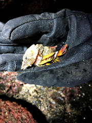 Rhamphocottus richardsonii