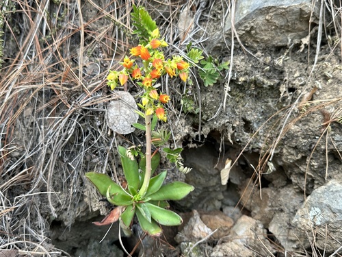 Echeveria tamaulipana