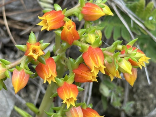 Echeveria tamaulipana