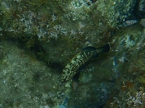 Epinephelus marginatus