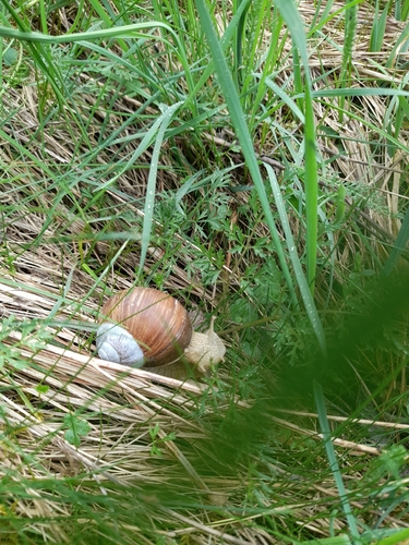 Helix pomatia
