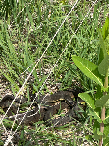 Plain-bellied Watersnake