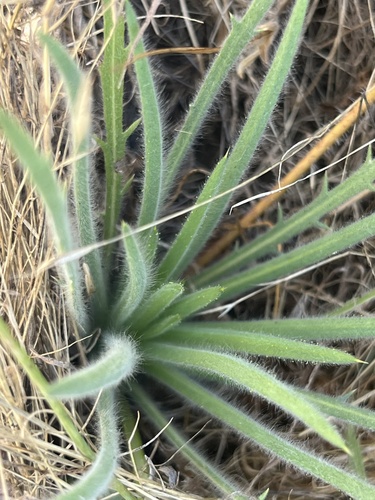 iNaturalist observation photo of Fitch's tarweed