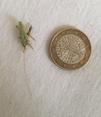 Meconema thalassinum