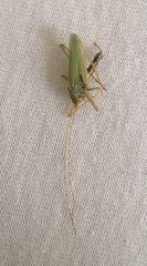 Meconema thalassinum