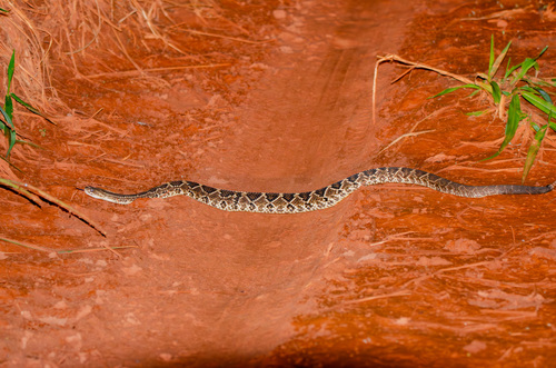 Neotropical Rattlesnake