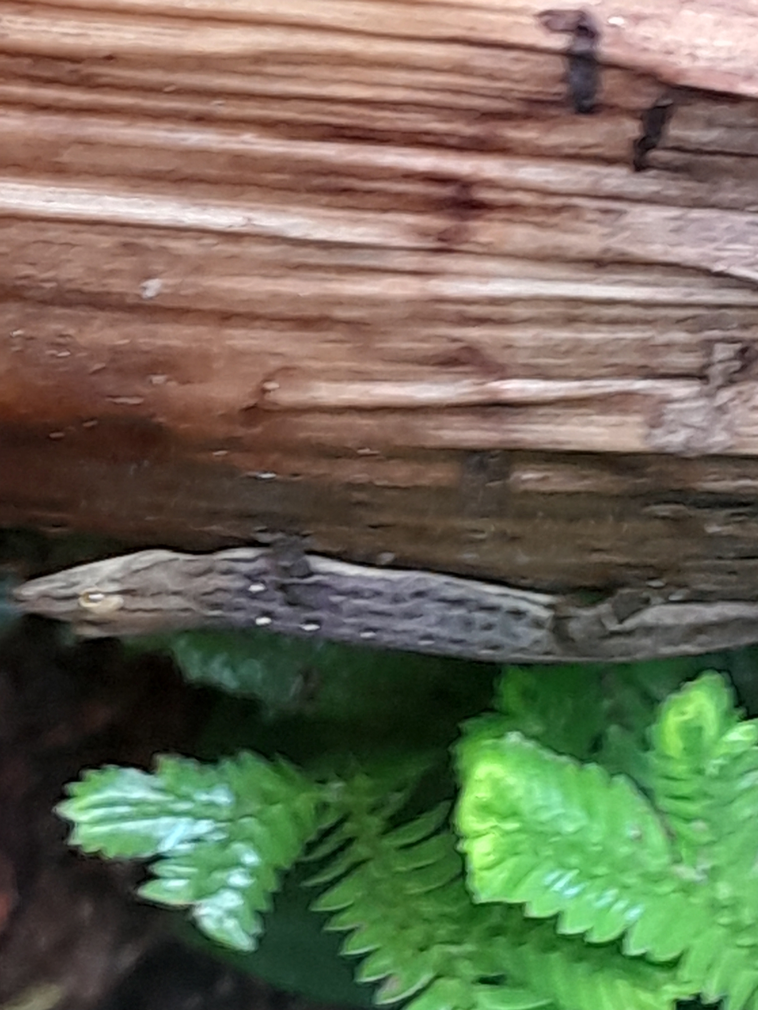 Santa Marta Least Gecko photo 2