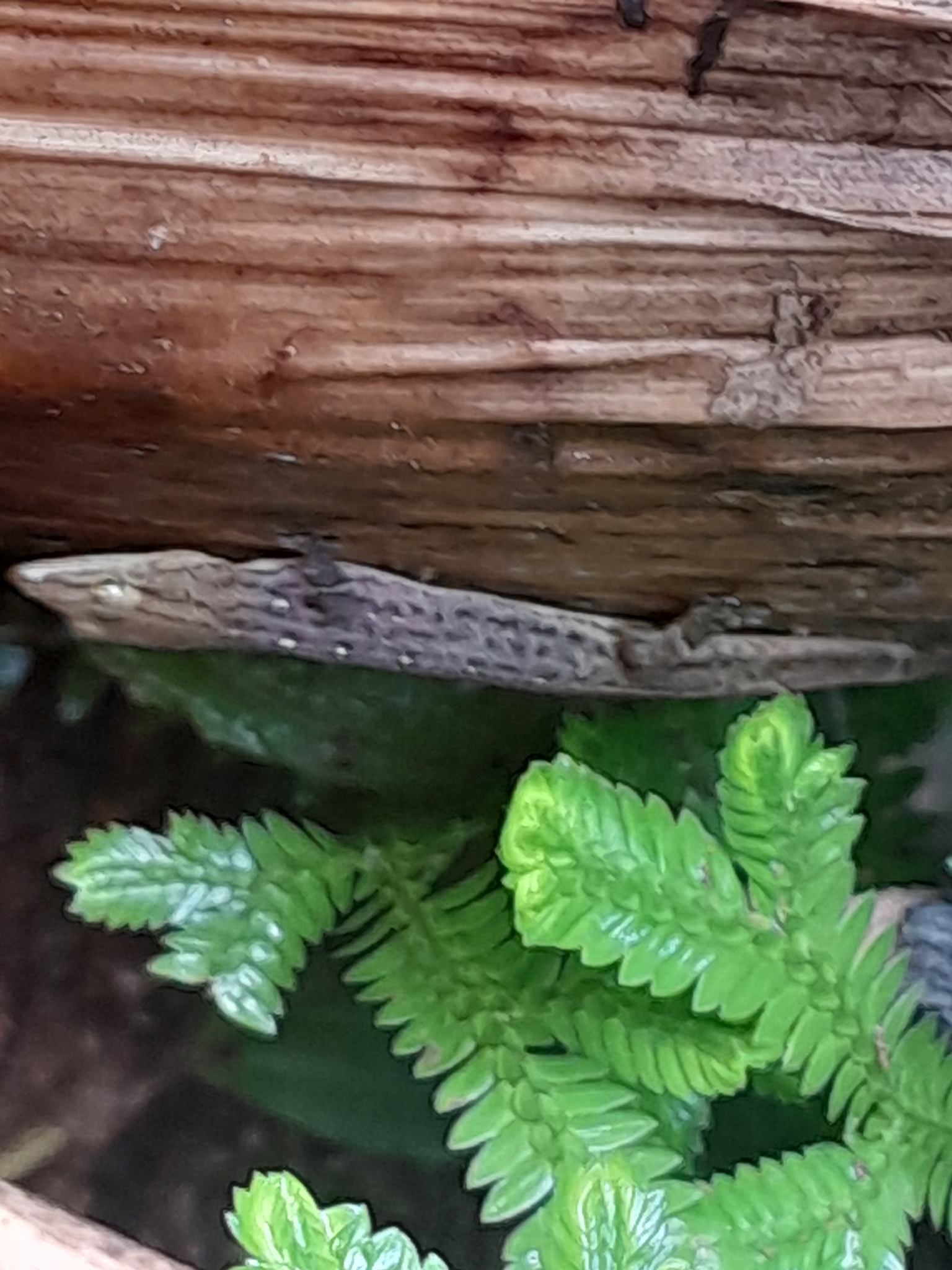 Santa Marta Least Gecko photo 3