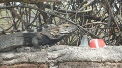 Ctenosaura macrolopha