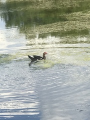 Cairina moschata domestica