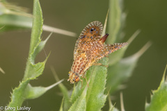 Paracantha culta