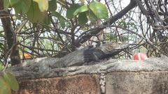 Ctenosaura macrolopha