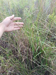 Cladium mariscus jamaicense