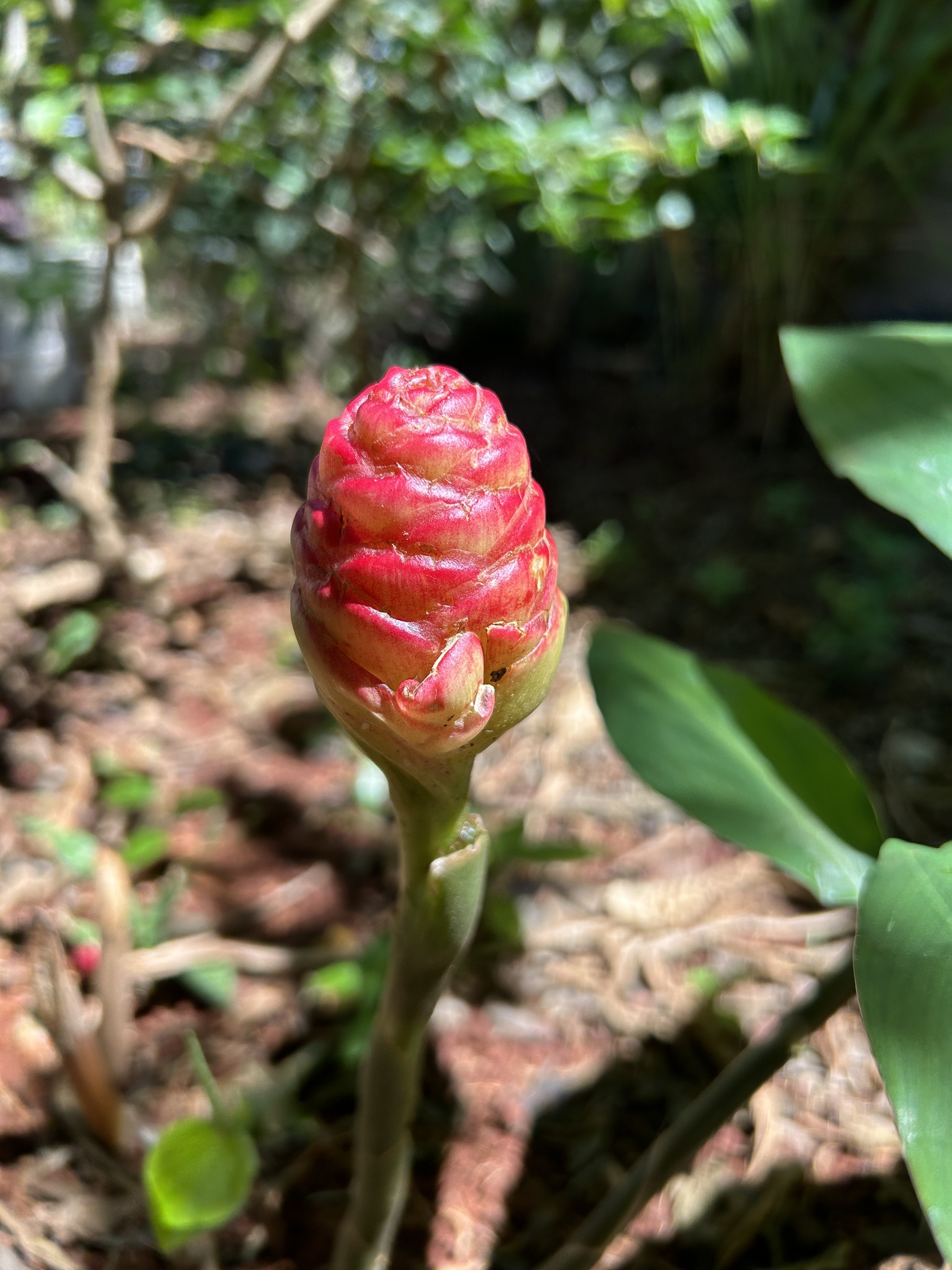 Zingiber spectabile