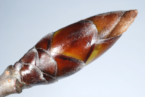 Liquidambar formosana iNat (3)
