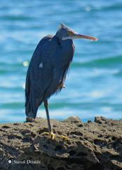 Egretta gularis