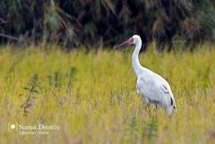 Leucogeranus leucogeranus