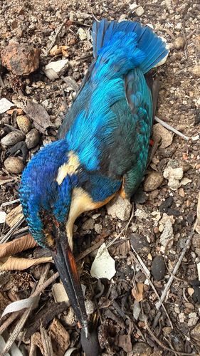 iNaturalist image