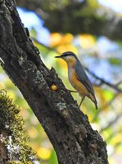 Sitta europaea rubiginosa