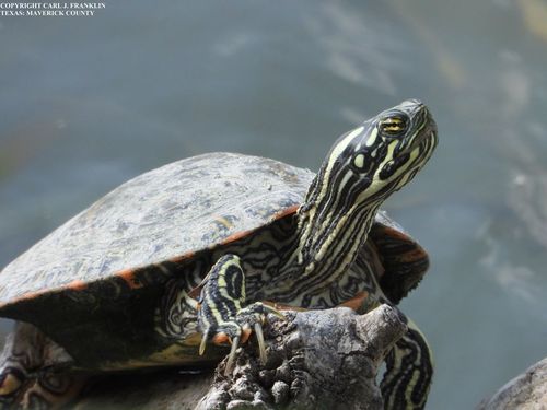 Rio Grande Cooter