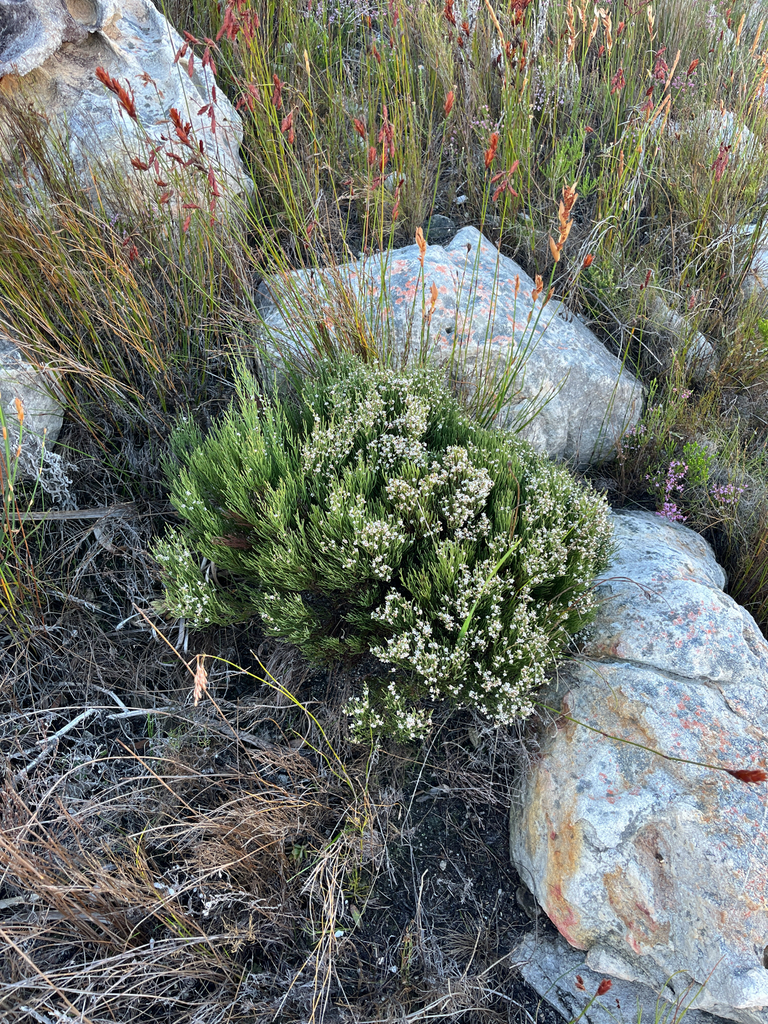 Thamnea teres (Thamnea teres)