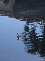 Podilymbus podiceps image