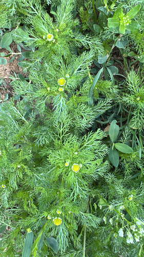 pineapple-weed