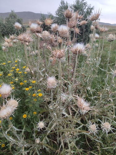 Elephant Thistle