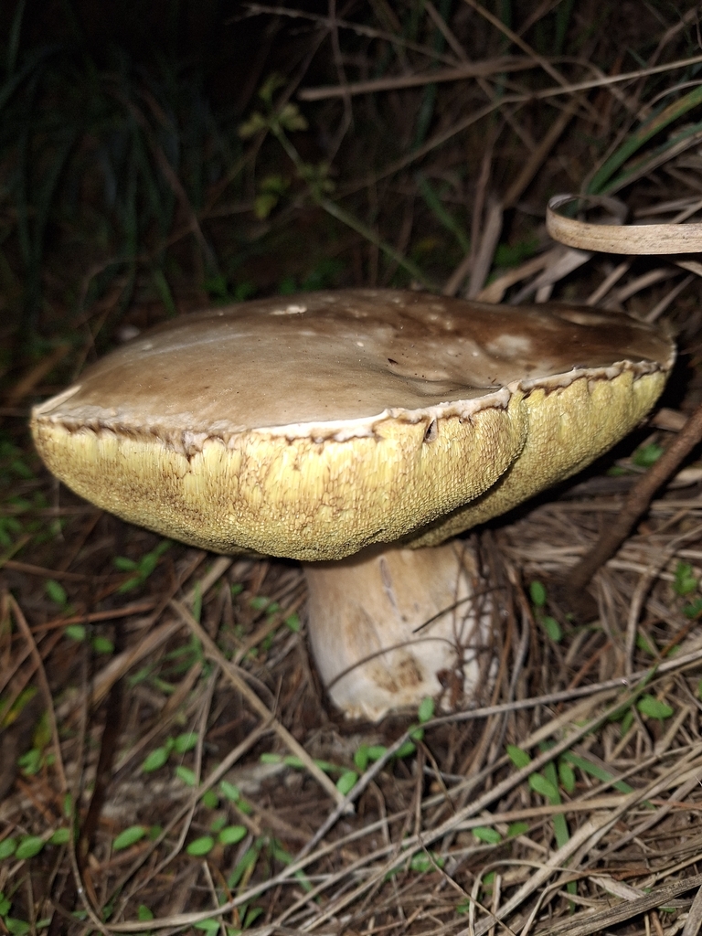 Boletus edulis · May 2026 · photo: © heidimeudt (iNaturalist, cc-by)