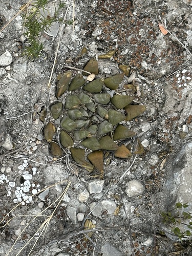 Ariocarpus trigonus