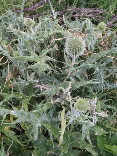 Echinops bovei