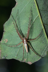 Oxyopes