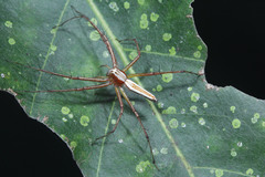 Oxyopes