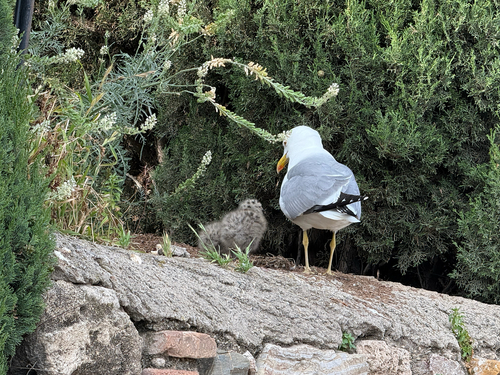 Avistamiento Gaviota patiamarilla