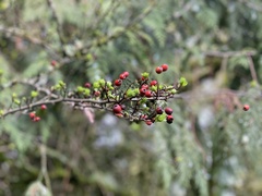 Crataegus