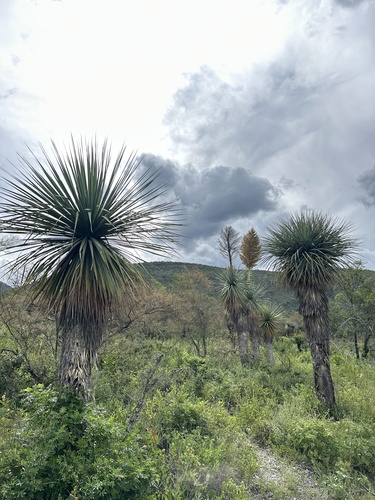 Nolina nelsonii