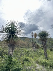 Nelson's Nolina (Nolina nelsonii)
