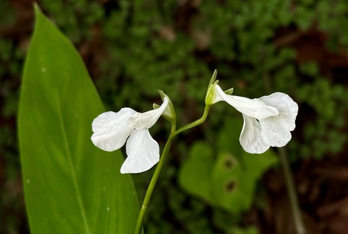 Maranta arundinacea, photograph 6
